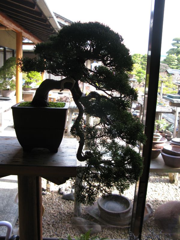 Centro bonsai tenerife en JAPÓN - Página 39 86014481