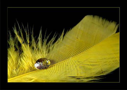 ...Feather... - Page 2 F2601d8e992f189106c6dfb