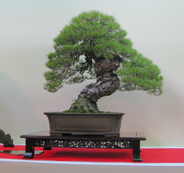 Centro bonsai tenerife en JAPÓN - Página 30 12760682