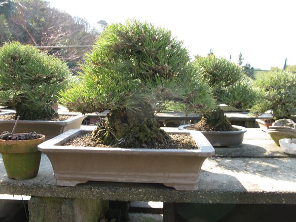 Centro bonsai tenerife en JAPÓN - Página 21 74057109