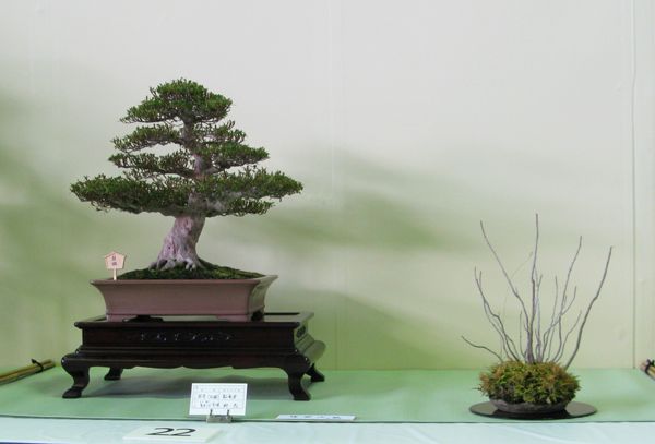 Centro bonsai tenerife en JAPÓN - Página 24 120xl