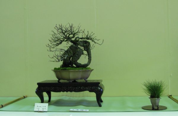 Centro bonsai tenerife en JAPÓN - Página 24 116wx