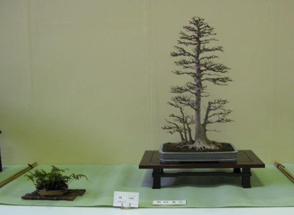 Centro bonsai tenerife en JAPÓN - Página 24 107ra