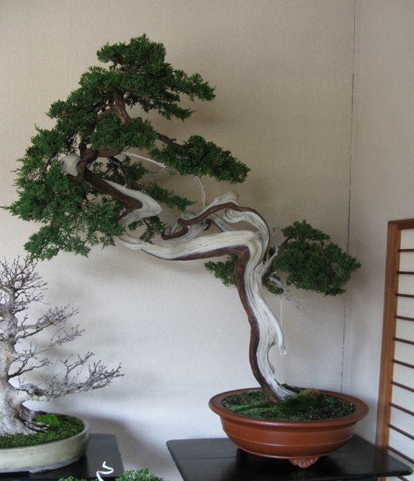 Centro bonsai tenerife en JAPÓN - Página 39 80131163