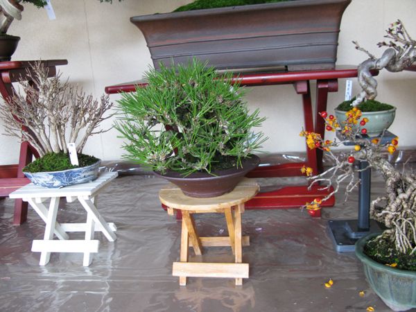 Centro bonsai tenerife en JAPÓN - Página 39 27920318