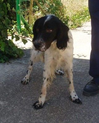 ADOPTADA: Hembra, Setter, 2 años (Julie) Julietl