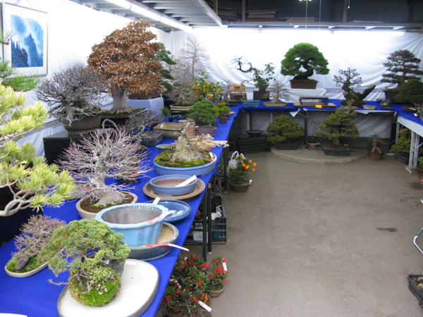 Centro bonsai tenerife en JAPÓN 2009-2010, IIª Parte - Página 22 149c