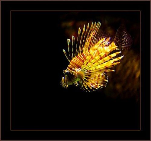 لمن يهوى الفراشات !!! Lionfish