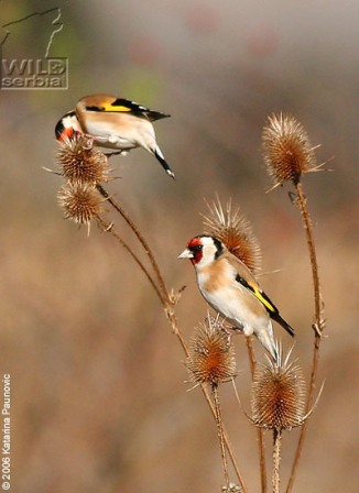 Carduelis carduelis balcanica- Balkanski štiglić - Page 4 33614185