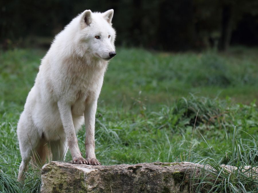 Loup blanc 2291900