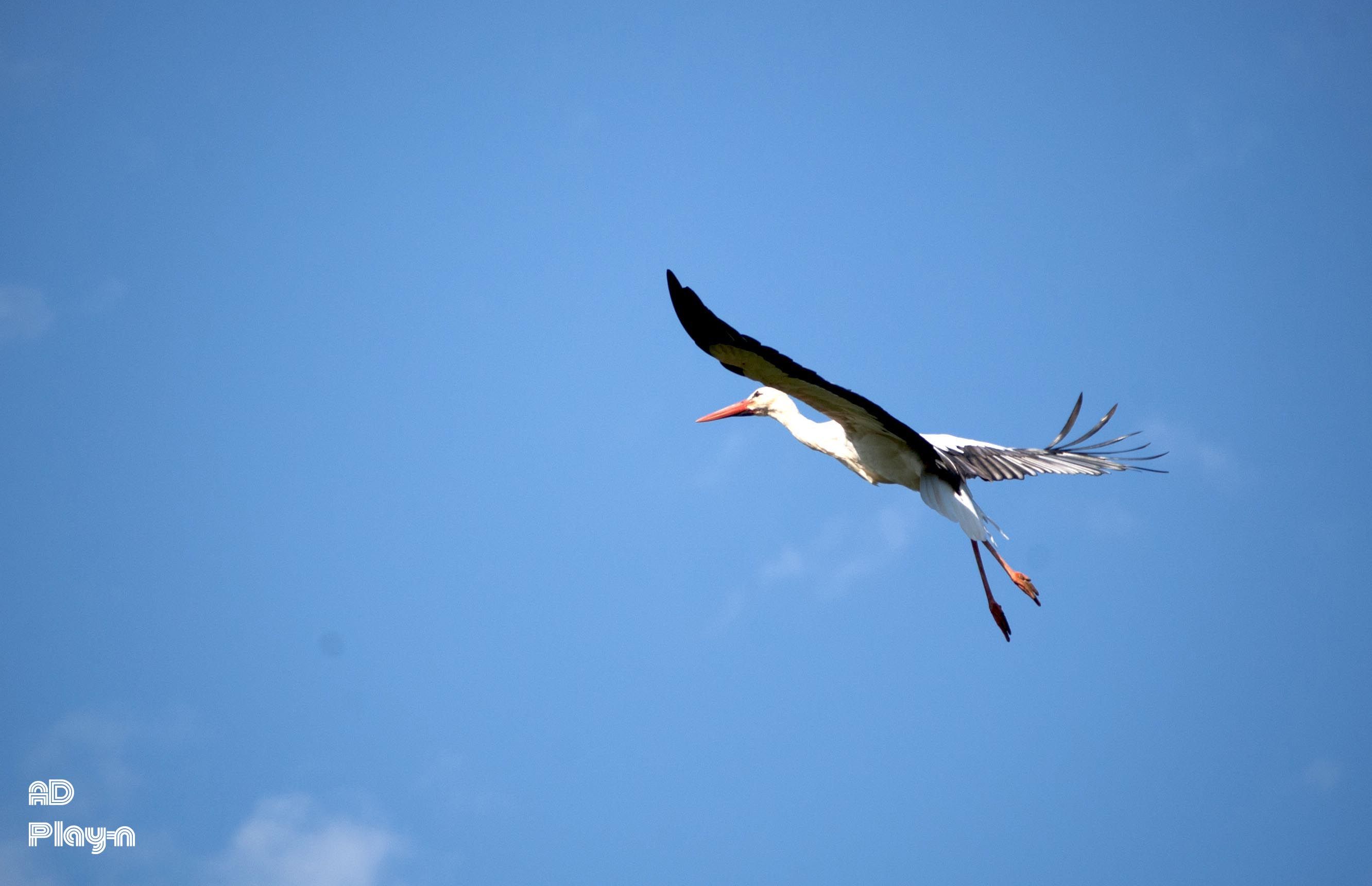 Oiseaux Cigogne2