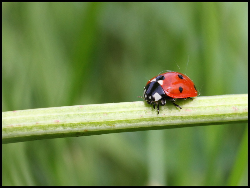 Une histoire de coccinelles 0321n