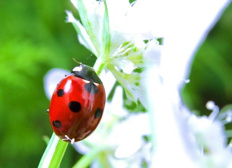 ...Ladybug... Iownlxgbwq