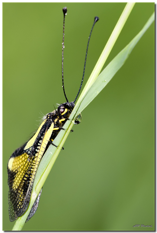 Sortie Anniversaire Macro Sud 2013 - Page 22 024ascalapheap16718