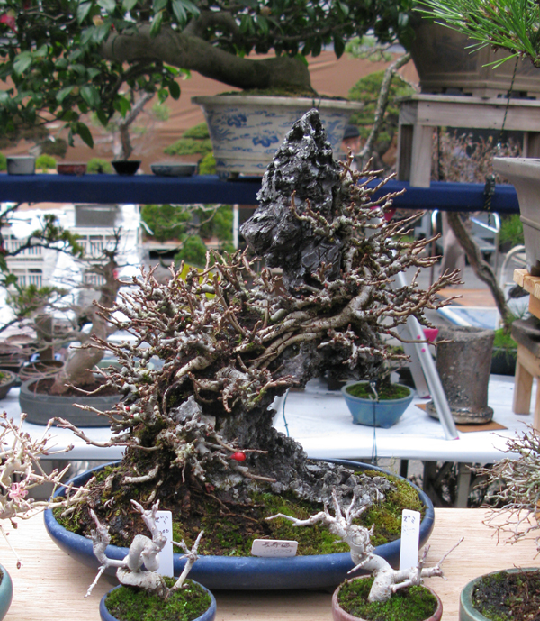 Centro bonsai tenerife en JAPÓN 2009-2010, IIª Parte - Página 21 143nv