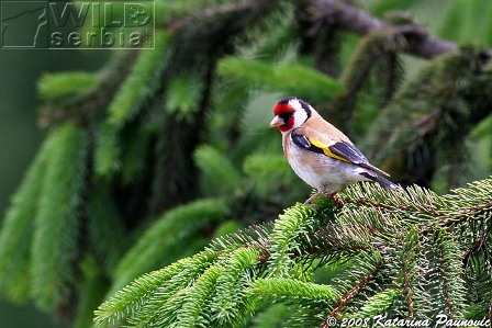 Carduelis carduelis balcanica- Balkanski štiglić - Page 4 85565406