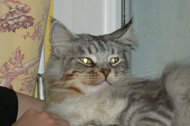 Maine Coon Anissacf8