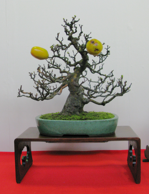 Centro bonsai tenerife en JAPÓN - Página 30 12359942