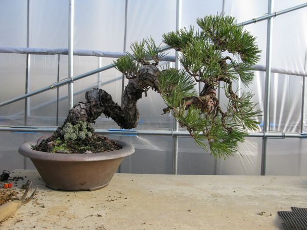 Centro bonsai tenerife en JAPÓN - Página 36 93612758