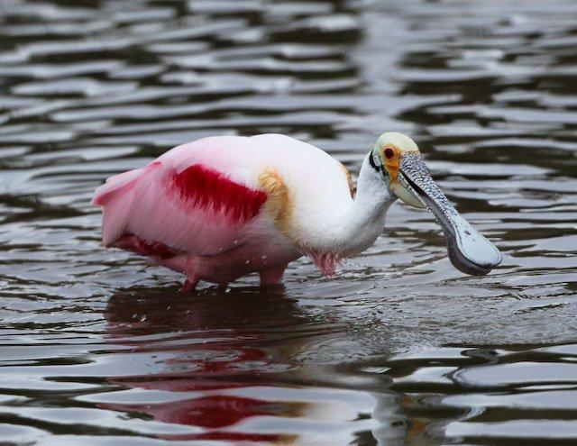 Roseate Spoonbills Img8223