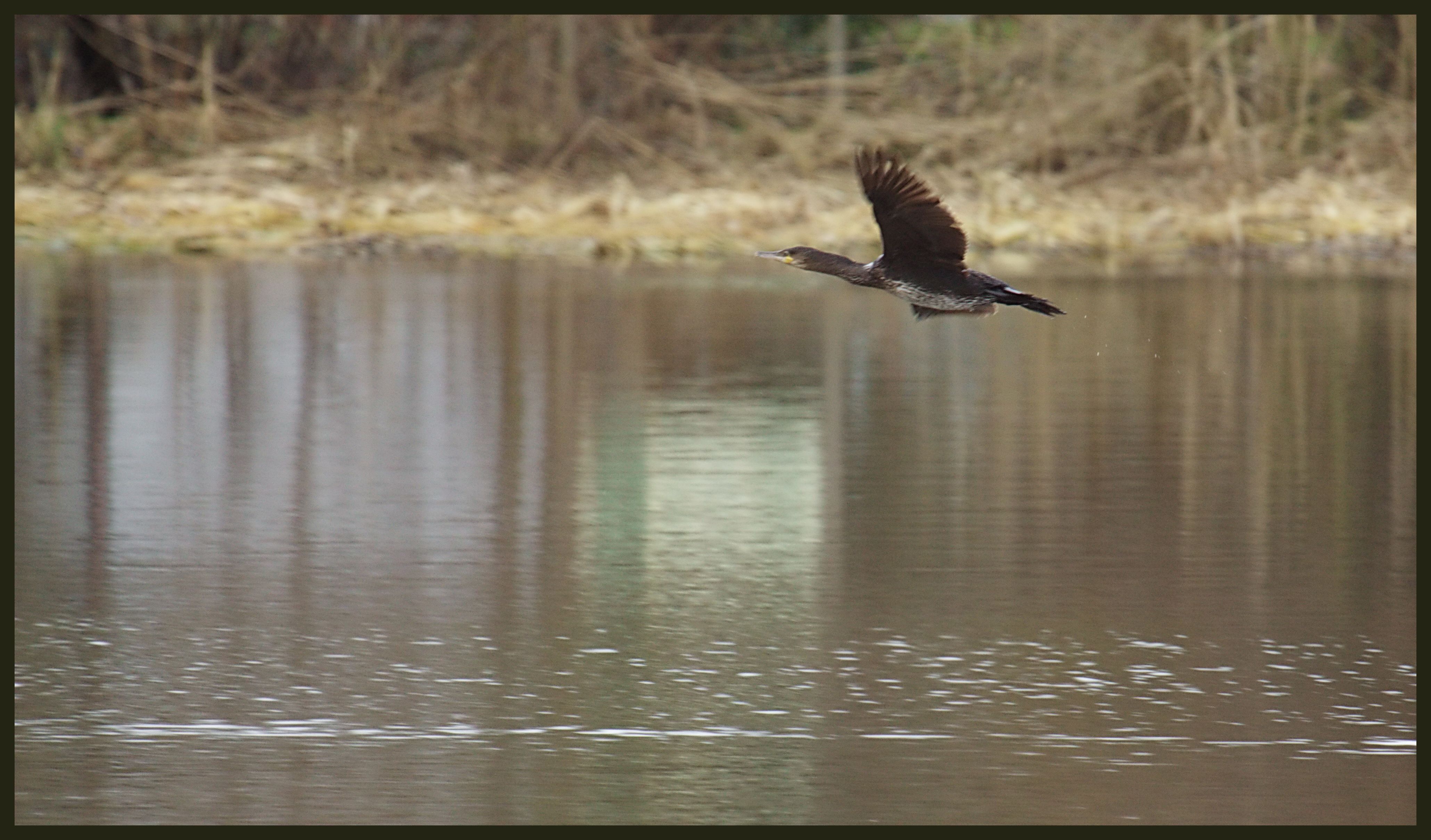 cormoran en vol 088copie