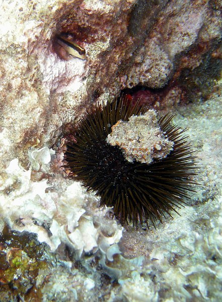 Pointe Cap Martin 09152011pointecapmartin