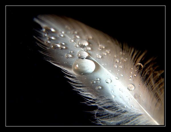...Feather... - Page 3 B9de75f5157edcd3bfd0465