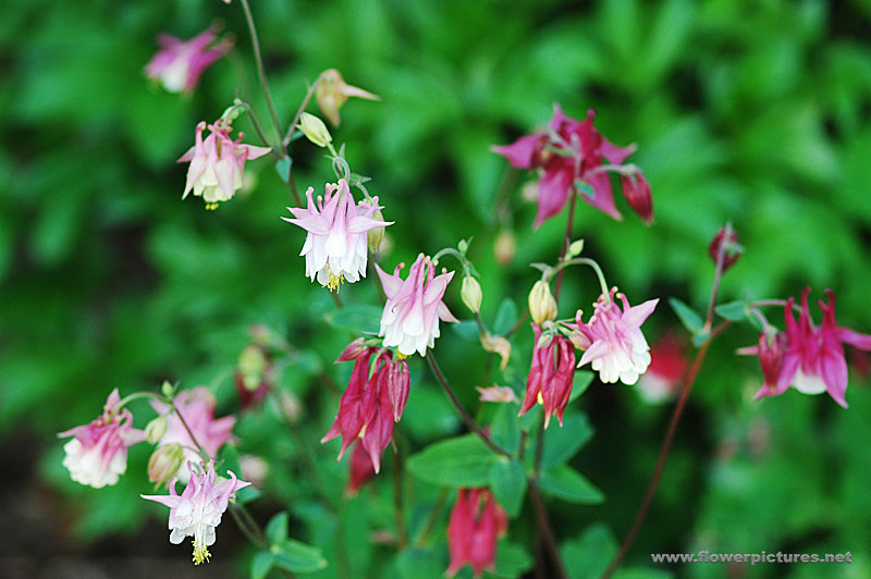 صور ورود من الجنتل  Columbine11