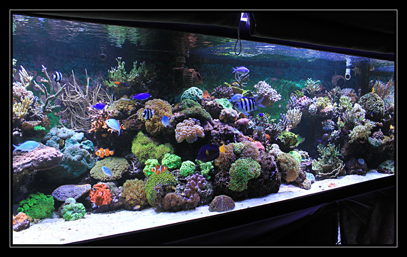 Ponte dans mon aquarium "live" - Page 2 Img0006vxj