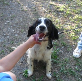 Macho, cruce de Setter, 1 año (Mendi) Sam1695by