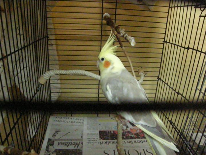 (26 Juillet 2011) trouvé cockatiel à Montréal QC Atielspca26juillet2011