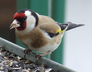 Carduelis carduelis balcanica- Balkanski štiglić - Page 4 Copyofpicture009x