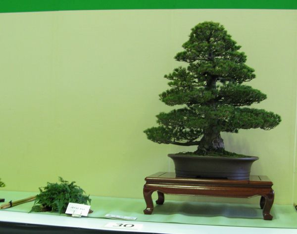 Centro bonsai tenerife en JAPÓN - Página 24 114ou