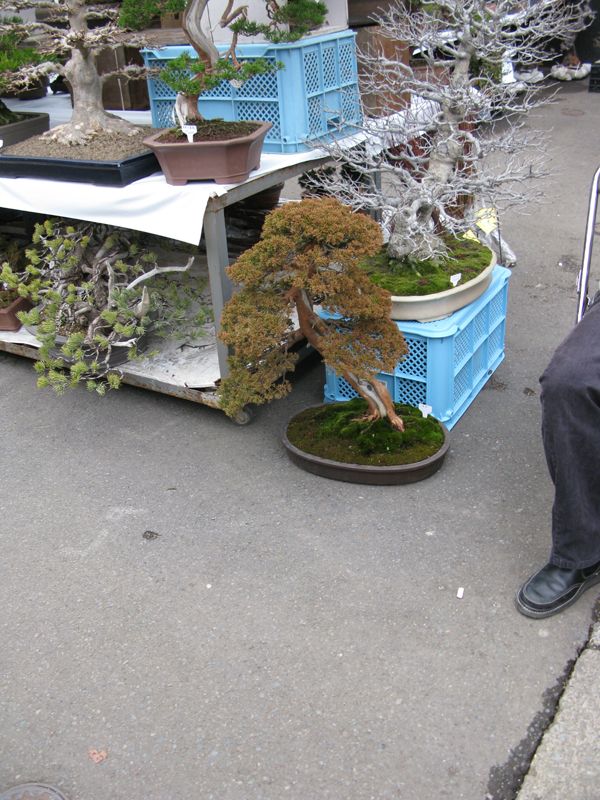 Centro bonsai tenerife en JAPÓN 2009-2010, IIª Parte - Página 20 120rh