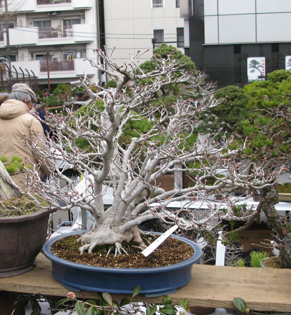 Centro bonsai tenerife en JAPÓN 2009-2010, IIª Parte - Página 20 115wl