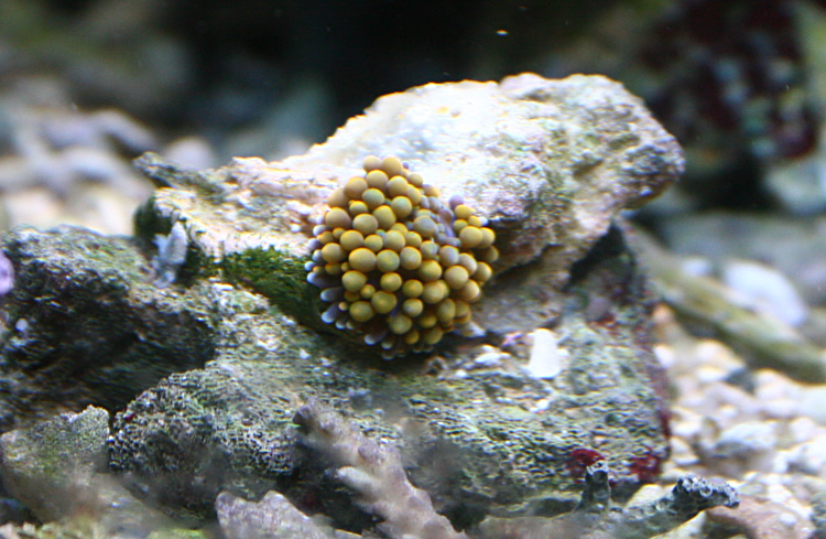 boutures de coraux Img4945d