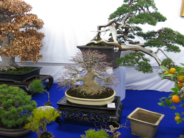 Centro bonsai tenerife en JAPÓN 2009-2010, IIª Parte - Página 22 154xo