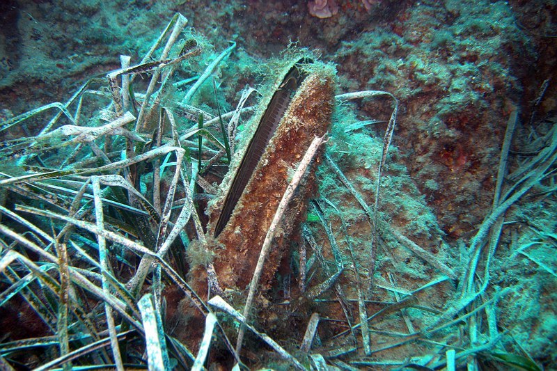 Pointe Cap Martin 09152011pointecapmartin