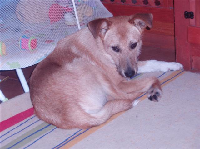 Macho, mestizo / tamaño mediano, 1 año (Lagun) Lagund