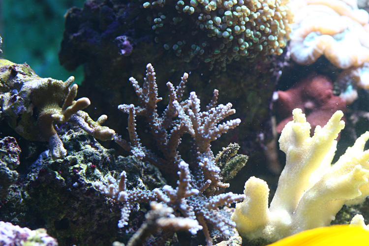 boutures de coraux Img6584e