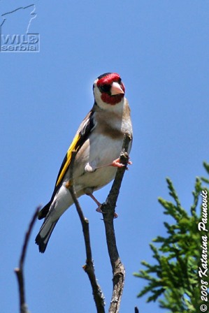 Carduelis carduelis balcanica- Balkanski štiglić - Page 4 62740823