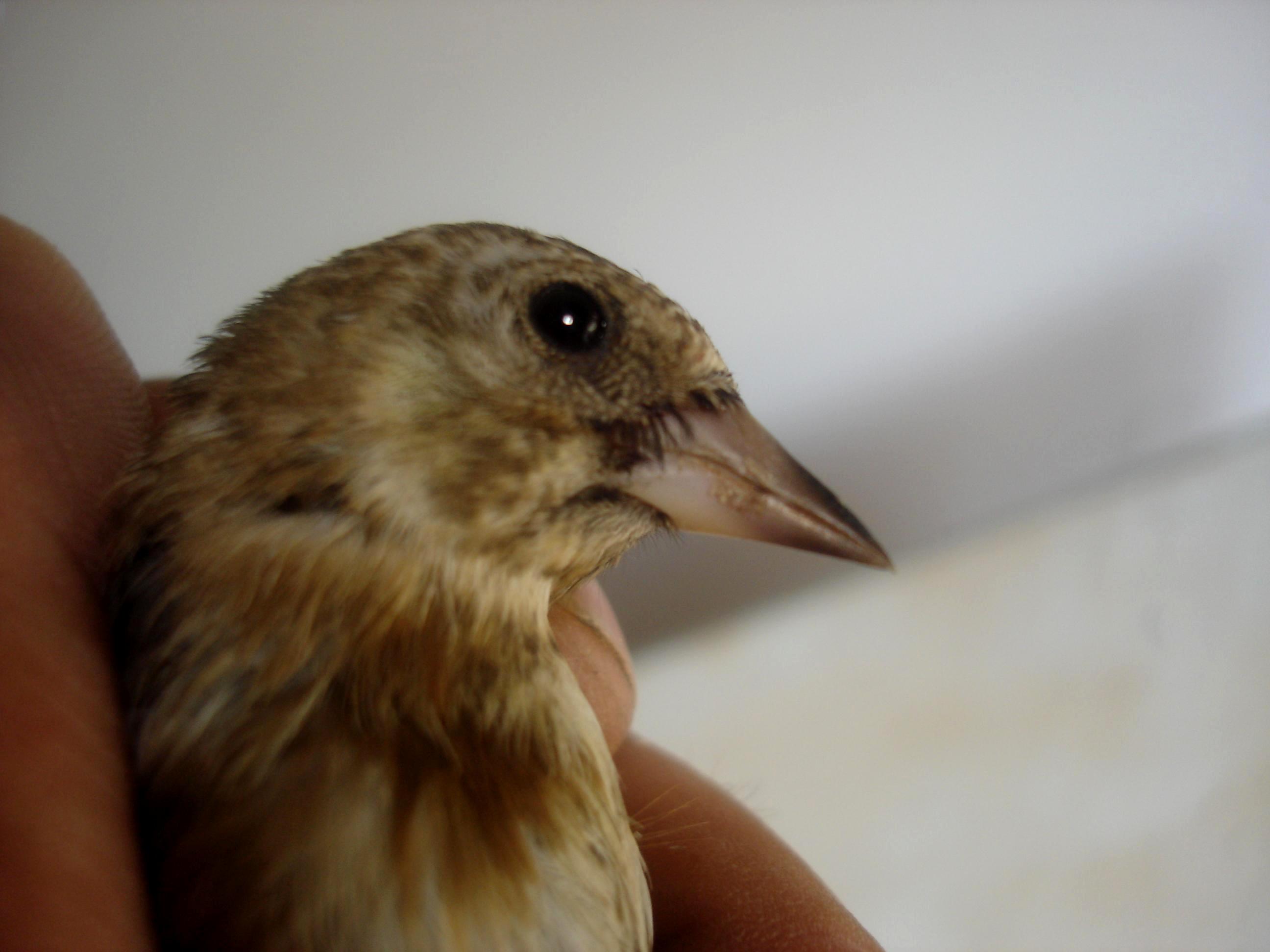 FOTOS DE LAS 6 PLUMAS - Página 2 Novell08