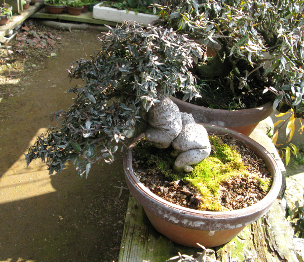 Centro bonsai tenerife en JAPÓN - Página 22 69516258