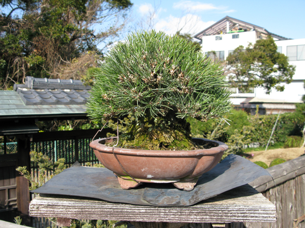 Centro bonsai tenerife en JAPÓN - Página 20 78809718