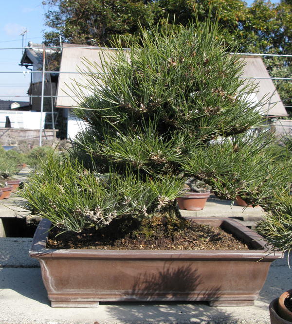 Centro bonsai tenerife en JAPÓN - Página 22 18855107