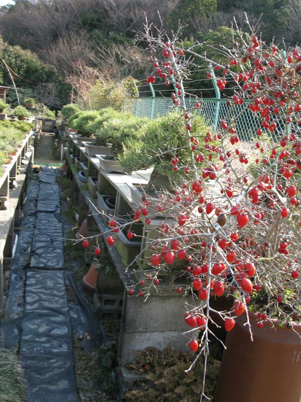 Centro bonsai tenerife en JAPÓN - Página 21 49811043