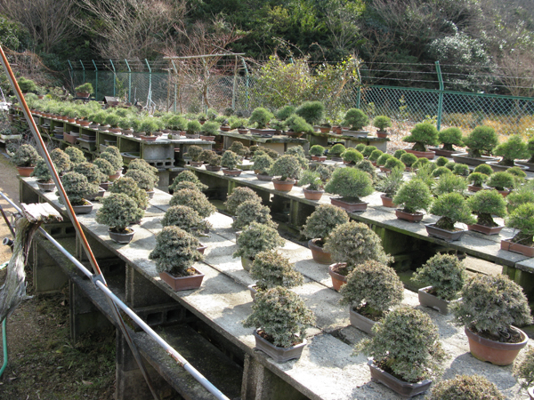 Centro bonsai tenerife en JAPÓN - Página 20 54070201