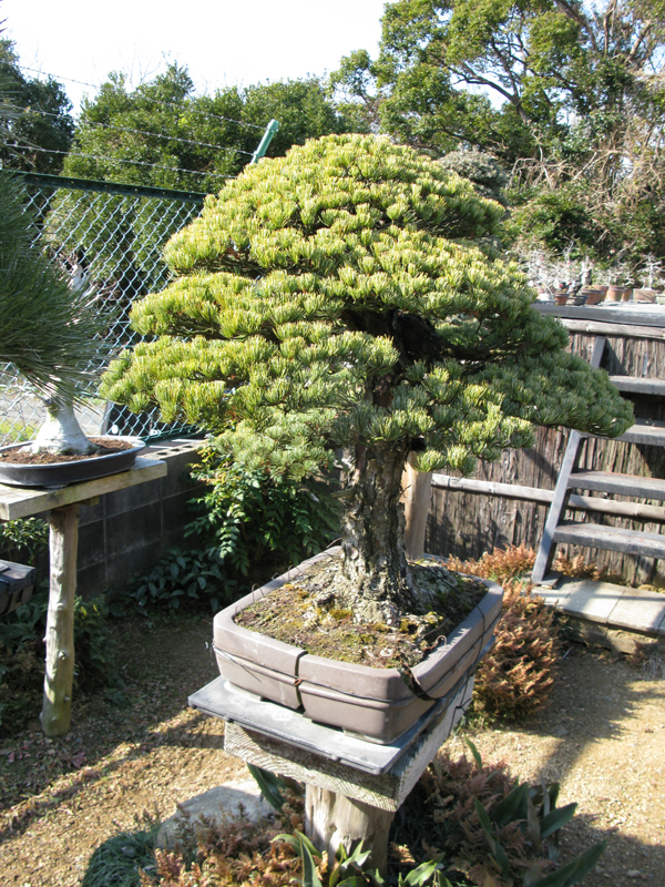 Centro bonsai tenerife en JAPÓN - Página 20 97220548