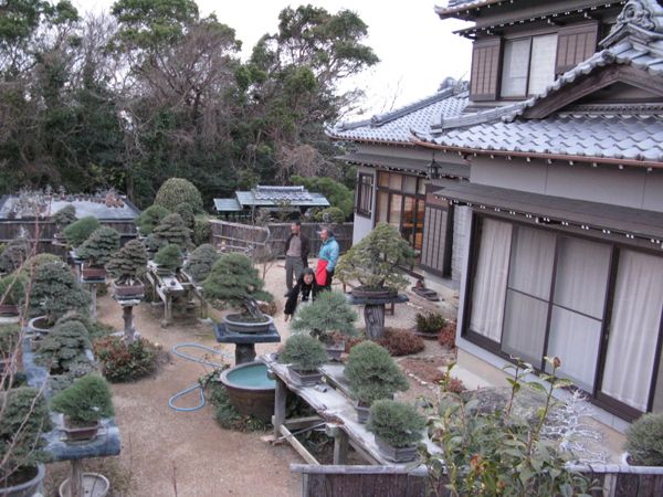 Centro bonsai tenerife en JAPÓN - Página 20 22668371