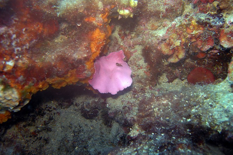 Pointe Cap Martin 09152011pointecapmartin